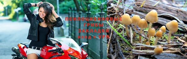 сатива Богородск